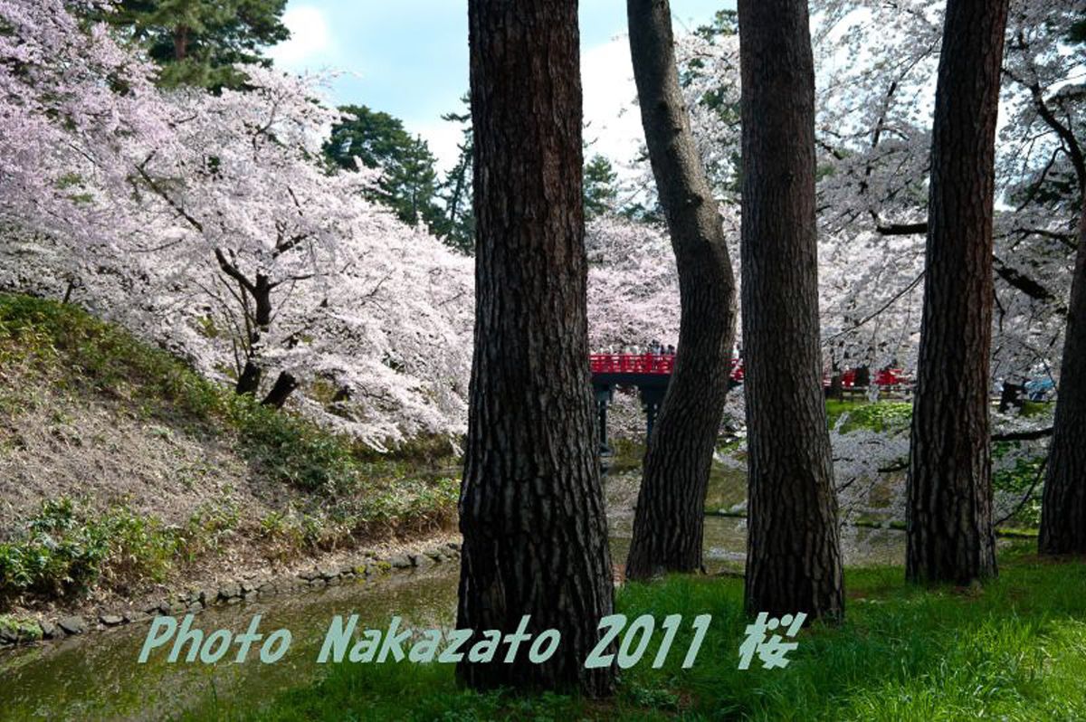 弘前城の桜